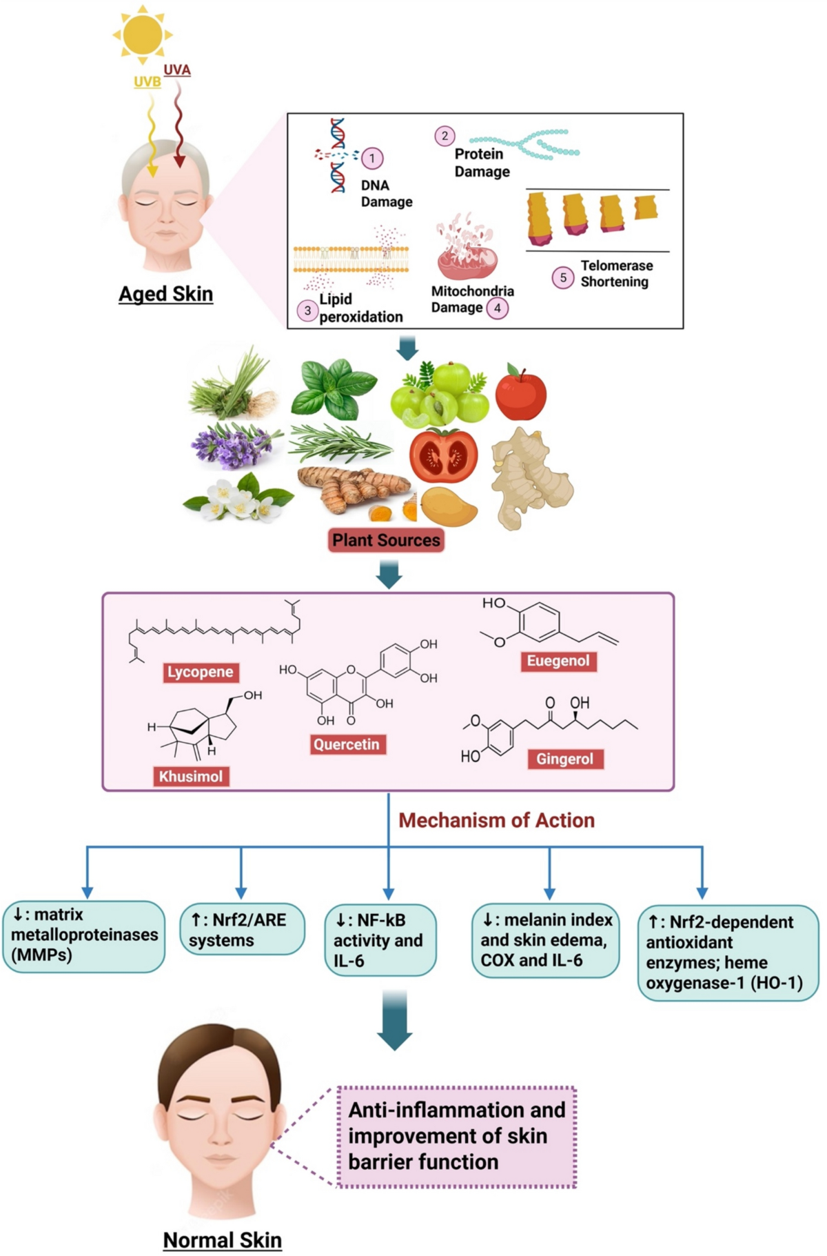 glutathione benefits science Glutathione: The Master Antioxidant and Its Remarkable Benefits | Medical  Aesthetics & Medical Spa located in West Hollywood, CA
