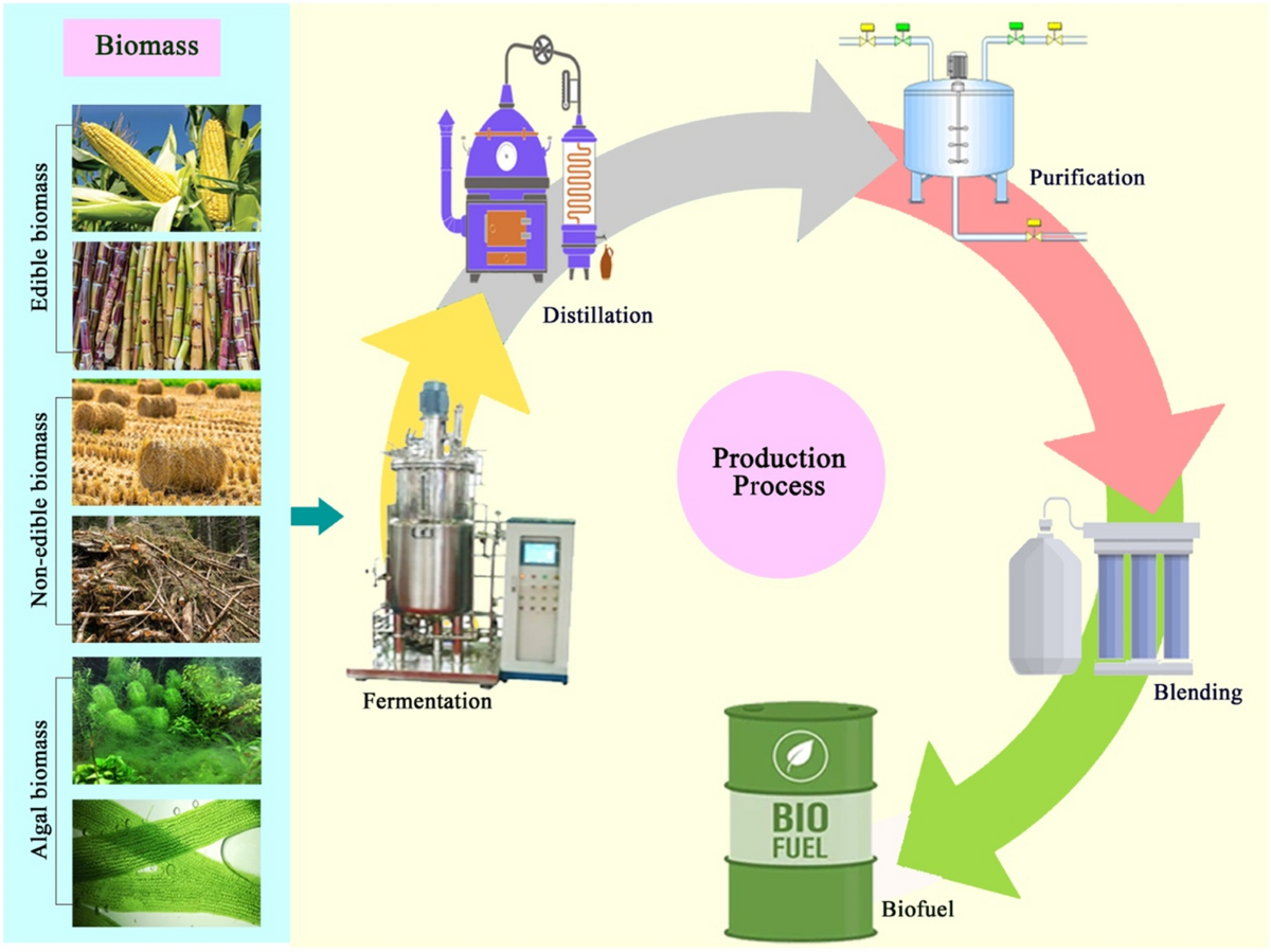 Biotechnology and biofuels: paving the way towards a sustainable and  equitable energy for the future | Discover Energy | Springer Nature Link