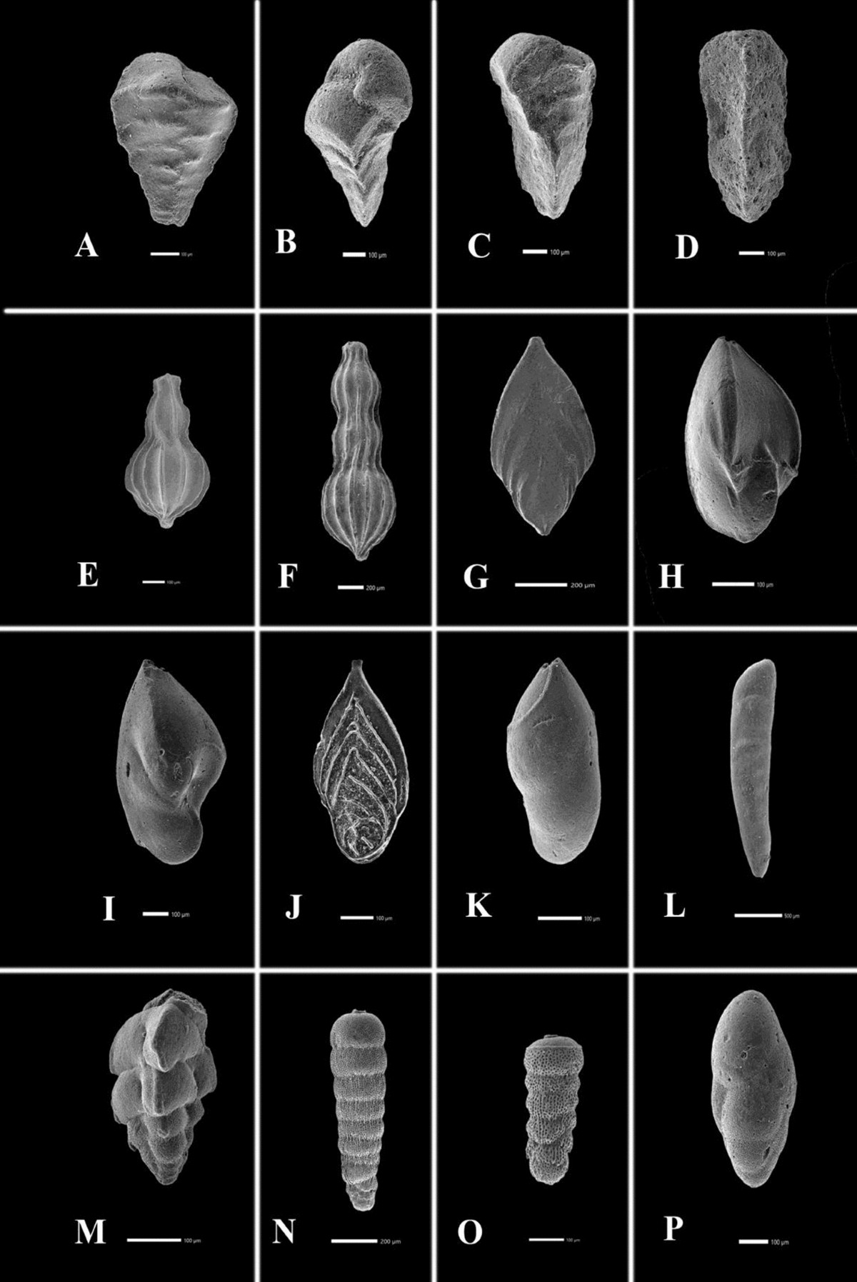 Star Sand, a Foraminiferan, image size:1200x1795