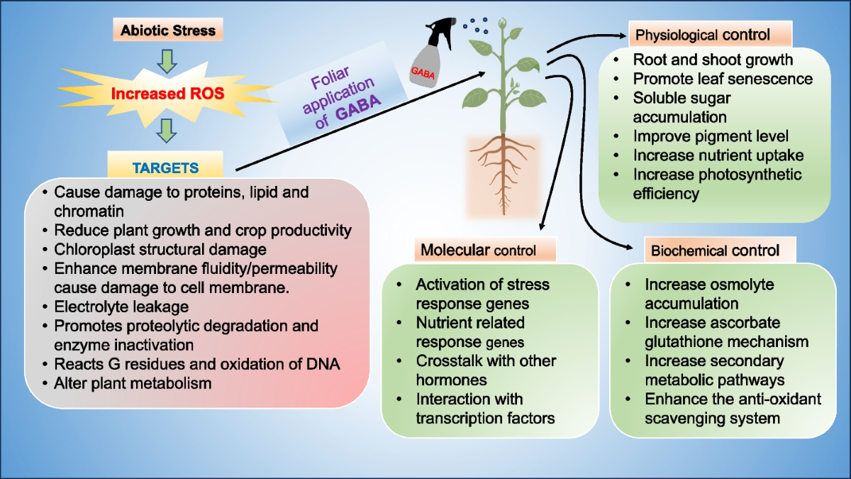 glutathione gaba Gamma-aminobutyric acid interactions with phytohormones and its role in  modulating abiotic and biotic stress in plants | Stress Biology
