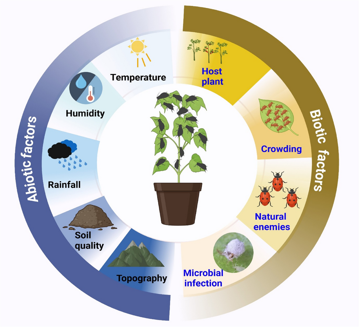 Plant-aphid interactions: recent trends in plant resistance to aphids |  Stress Biology | Springer Nature Link