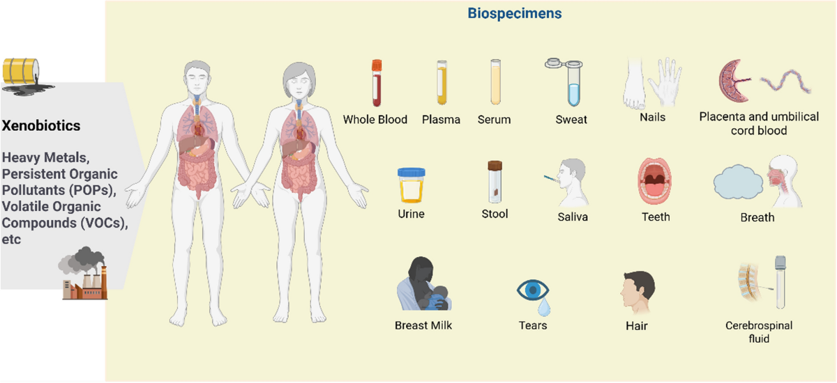 Biomonitoring Xenobiotics in Human Biospecimens: Challenges, Advances, and the Future of Exposome Characterization | Reviews of Environmental Contamination and Toxicology