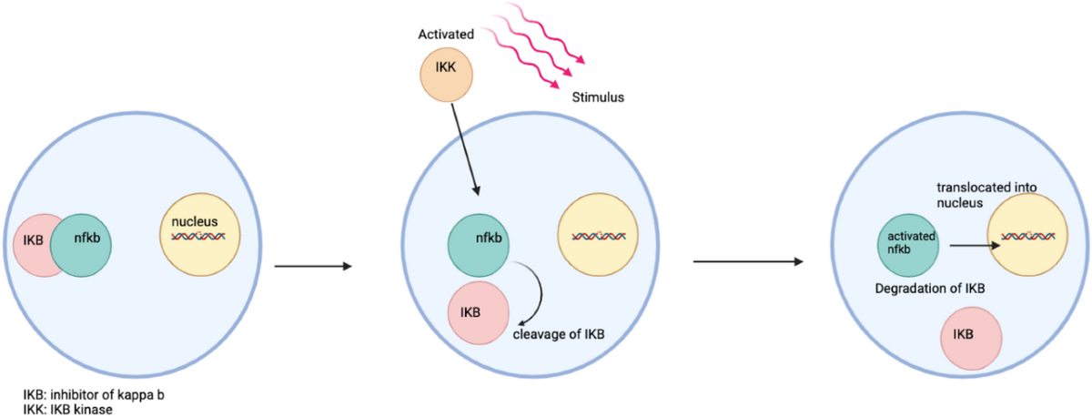 glutathione and nf-kb Modulation of NF-κB signaling pathway by tocotrienol in neurodegenerative diseases | Discover Mental Health ✨ THE COPPER PEPTIDE