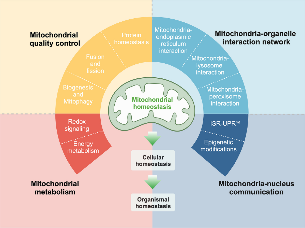 Mitochondrial homeostasis: shaping health and disease | Current Medicine