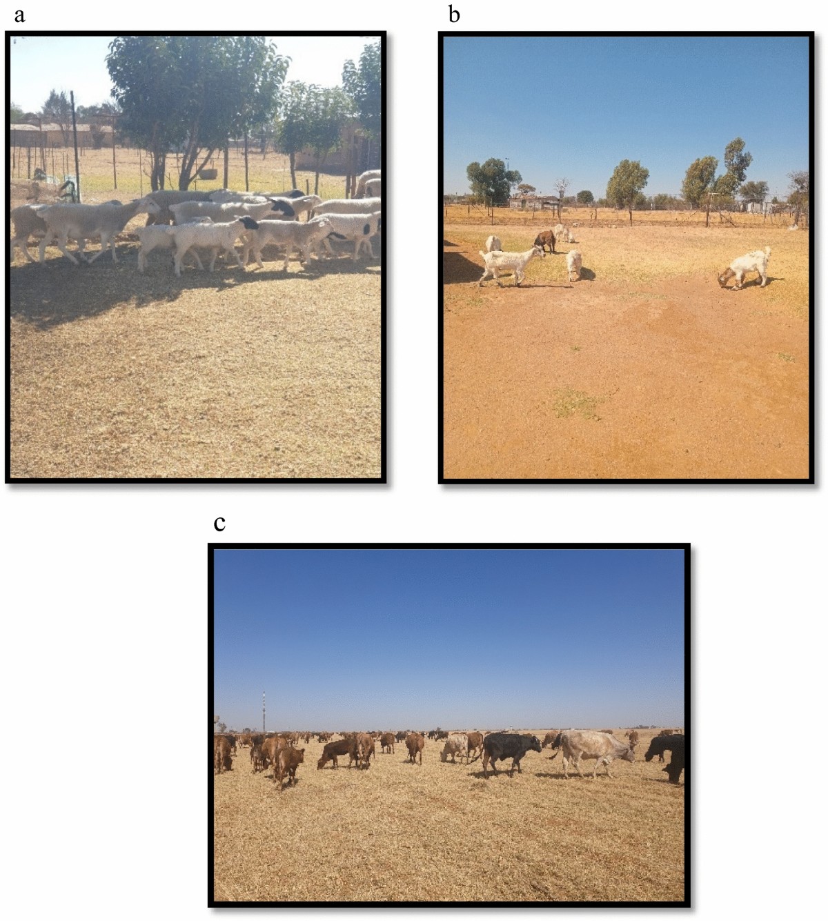 Ludaka Maize Project's in Ngqeleni Hosted a Farmer's Day Event to Showcase  Their Thriving Maize Project. The event celebrated Agricultural success in  the region and acknowledged the Department of Agriculture for its, image size:1200x1335