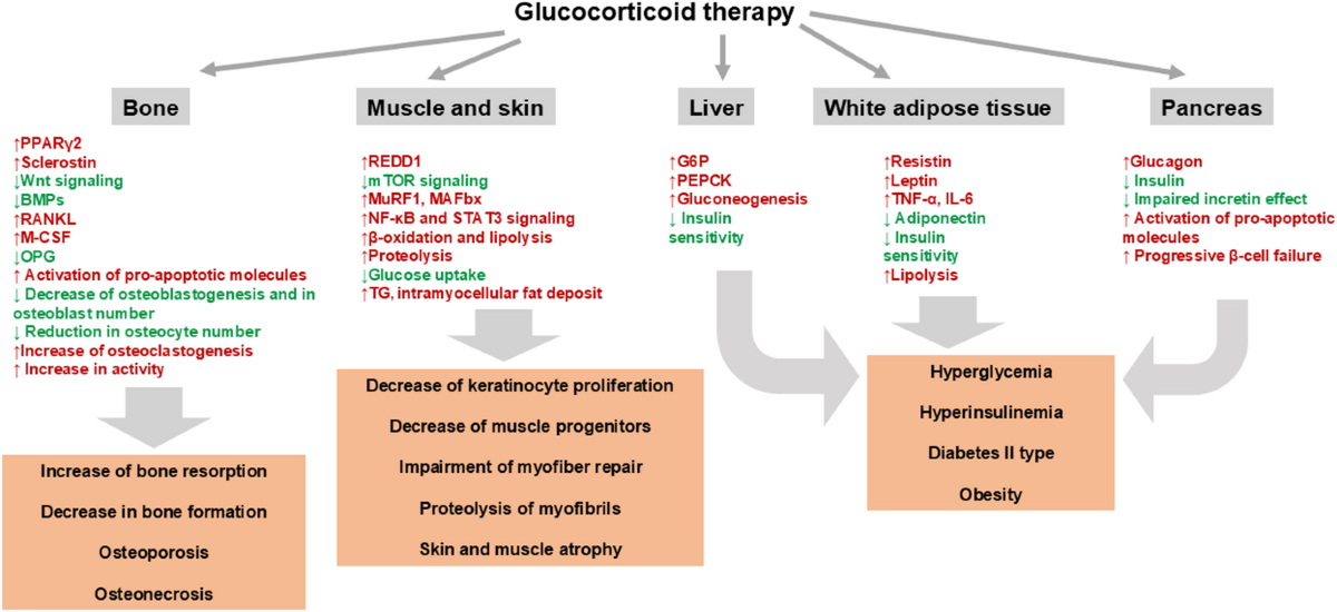 Side effects of glucocorticoids: in vivo models and underlying mechanisms | Discover Medicine