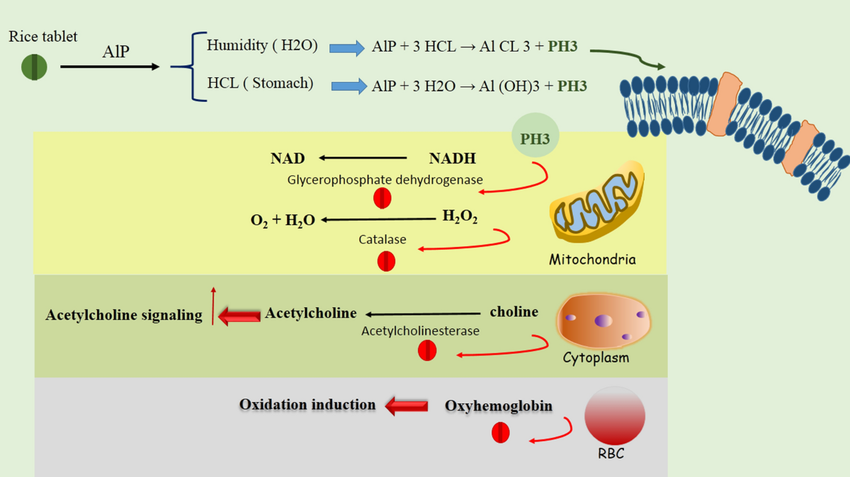 cjc1295 ipamorelin vs sermorelin ipamorelin cjc 1295 and sermorelin SERMORELIN ( cjc1295 ipamorelin vs sermorelin ipamorelin cjc 1295 and sermorelin SERMORELIN (
