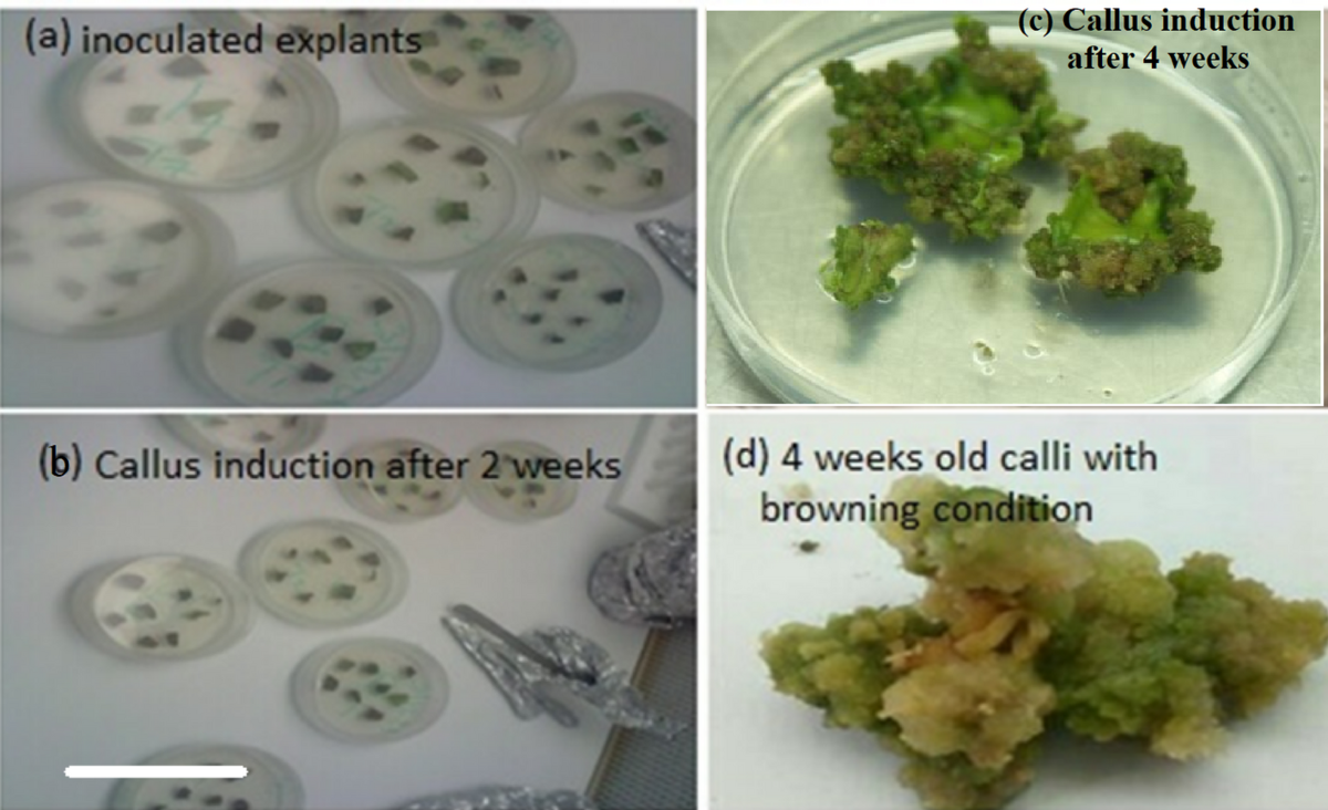 tobacco callus Enhancing callus induction of pomegranate (Punica granatum L.) leaf  explants | Discover Biotechnology