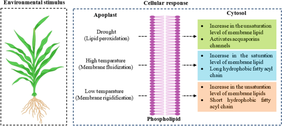 sho c. takatori lipid membrane 2019 Harmonizing plant resilience: unveiling the symphony of membrane lipid  dynamics in response to abiotic stresses: a review | Discover Plants
