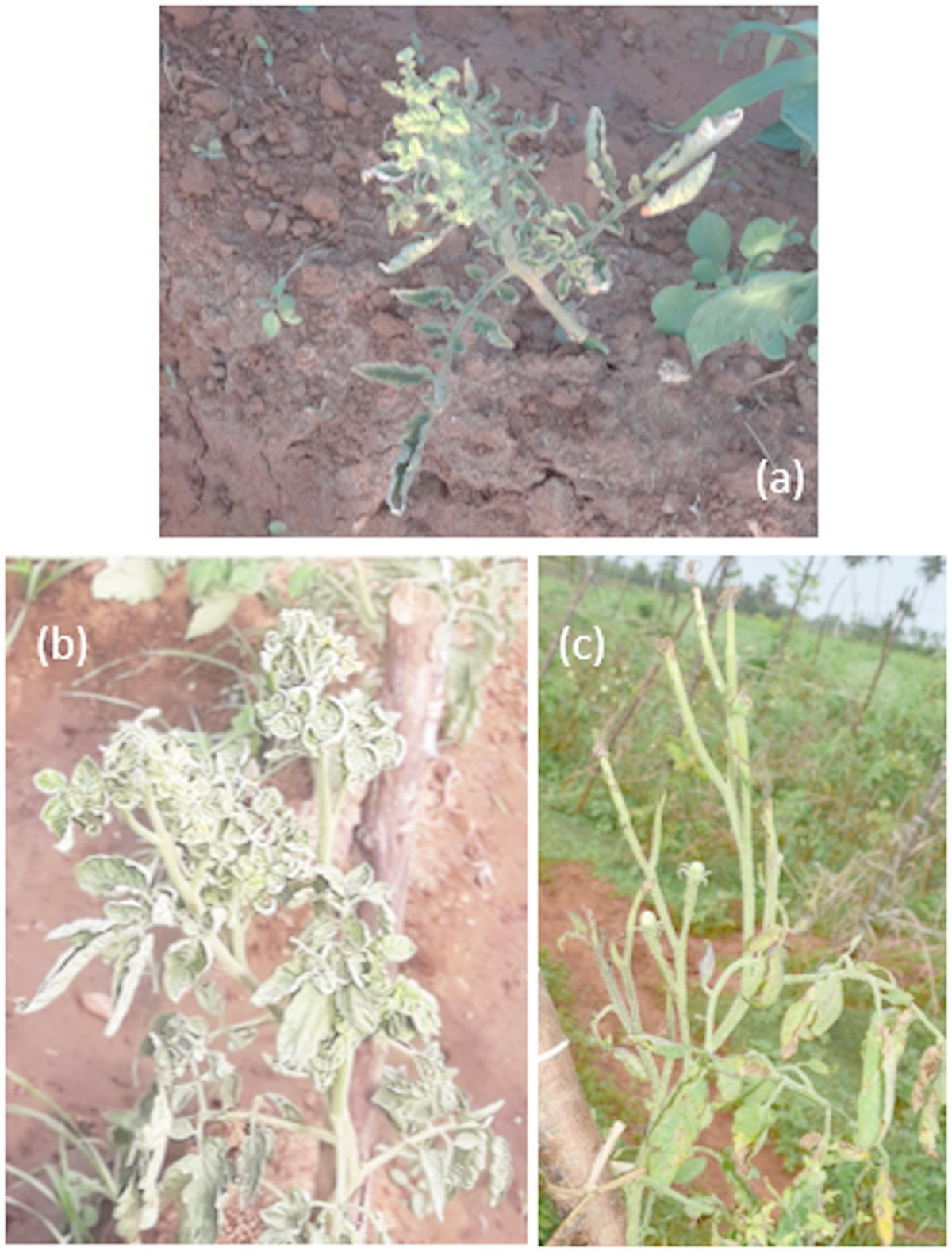 Molecular detection and identification of phytoplasmas associated with  tomato diseases in Sri Lanka | Discover Plants