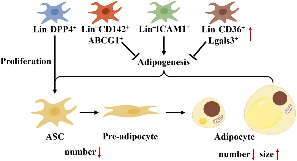 Inhibited adipogenesis and low-grade inflammation enhance adipocyte  hypertrophy in aging adipose tissue | Food, Nutrition and Health