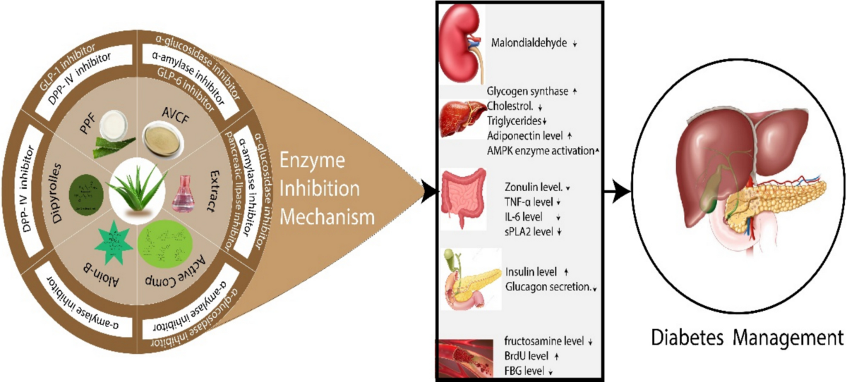 Therapeutic potential of Aloe vera in diabetes mellitus treatment: an  update | Saudi Pharmaceutical Journal | Springer Nature Link