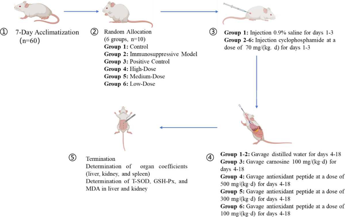 glutathione peptide injection kidney Purification, structural identification and in vivo antioxidant activity of  Douchi antioxidant peptides | Agricultural Products Processing and Storage