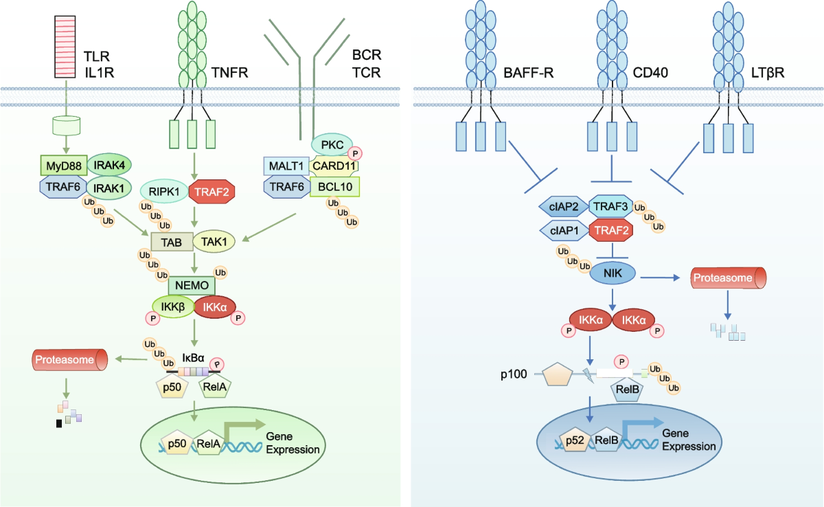 NF-κB: master regulator of cellular responses in health and disease | Immunity & Inflammation