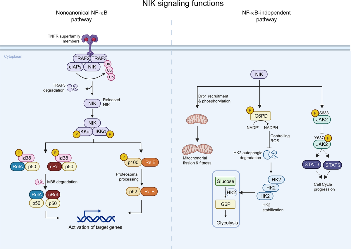 ghk-cu downregulates nfκb The NF-κB-inducing kinase: a central regulator of immunity and autoimmune diseases | Immunity & Inflammation Sublingual BPC-157 - TruHealth Pack size:10 vials (full box) regeneracja