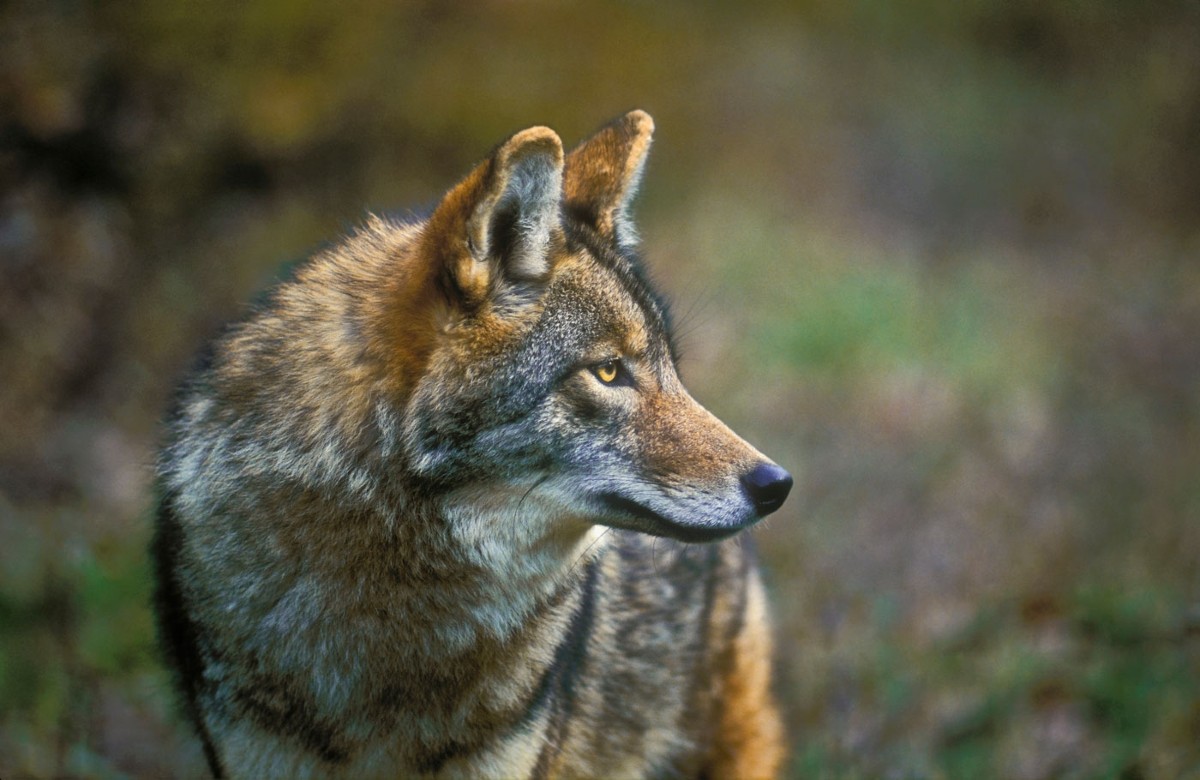 Rise of the coyote: The new top dog | Nature