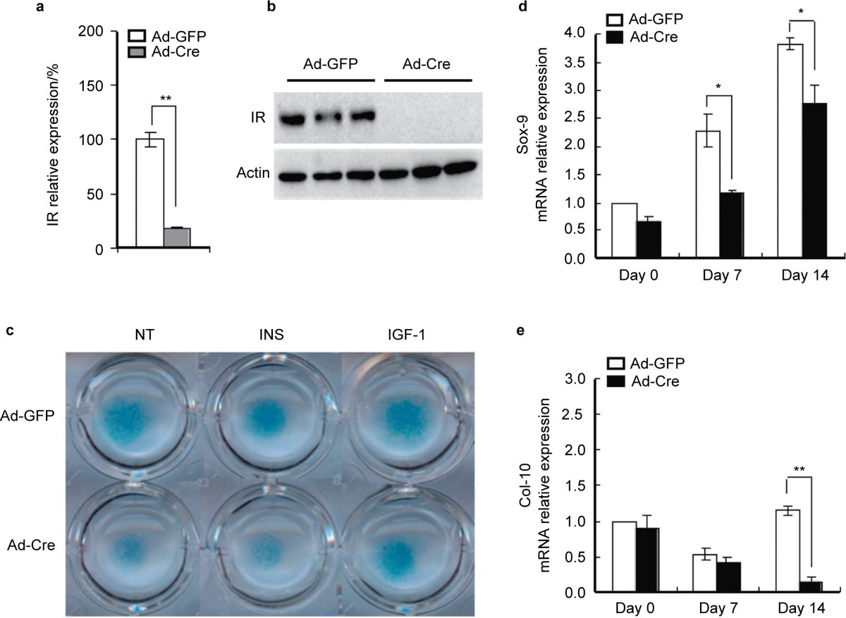 retatrutide stack with cjc 1295 ipamorelin Training & Recovery Optimization, Performance Protocol Completed,   Peptide protocol: * Retatrutide * CJC-1295 / Ipamorelin * GHK-Cu peptide,   Training: * 1 hour gym session completed