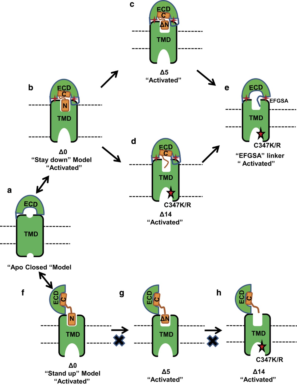 tranont activate glp 1 An intrinsic agonist mechanism for activation of glucagon-like peptide-1  receptor by its extracellular domain