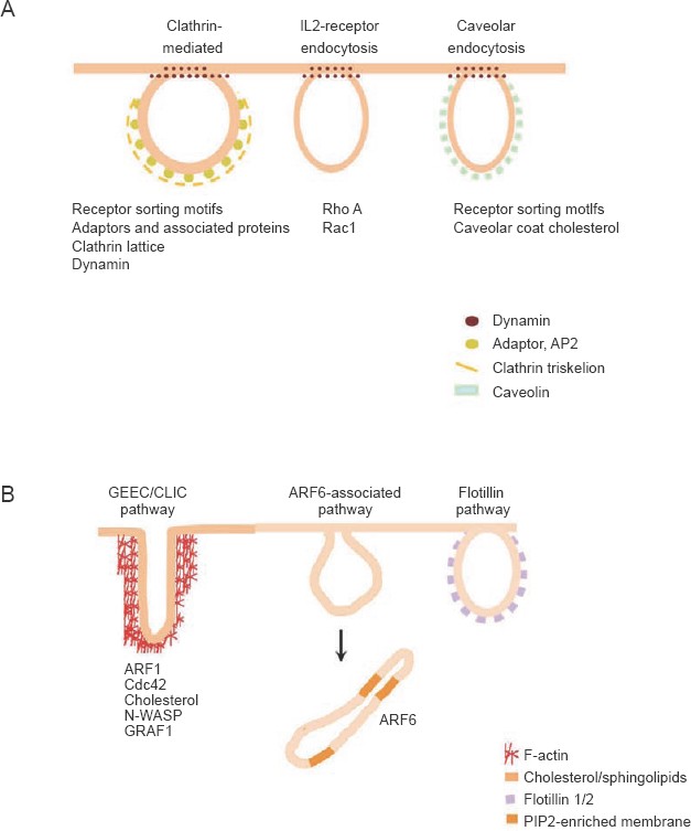 Mechanisms of endocytosis. Annu Rev Biochem