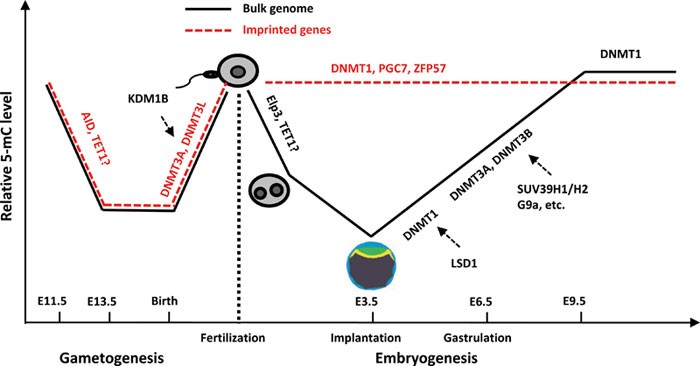 Regulation and function of DNA methylation in plants and animals | Cell  Research