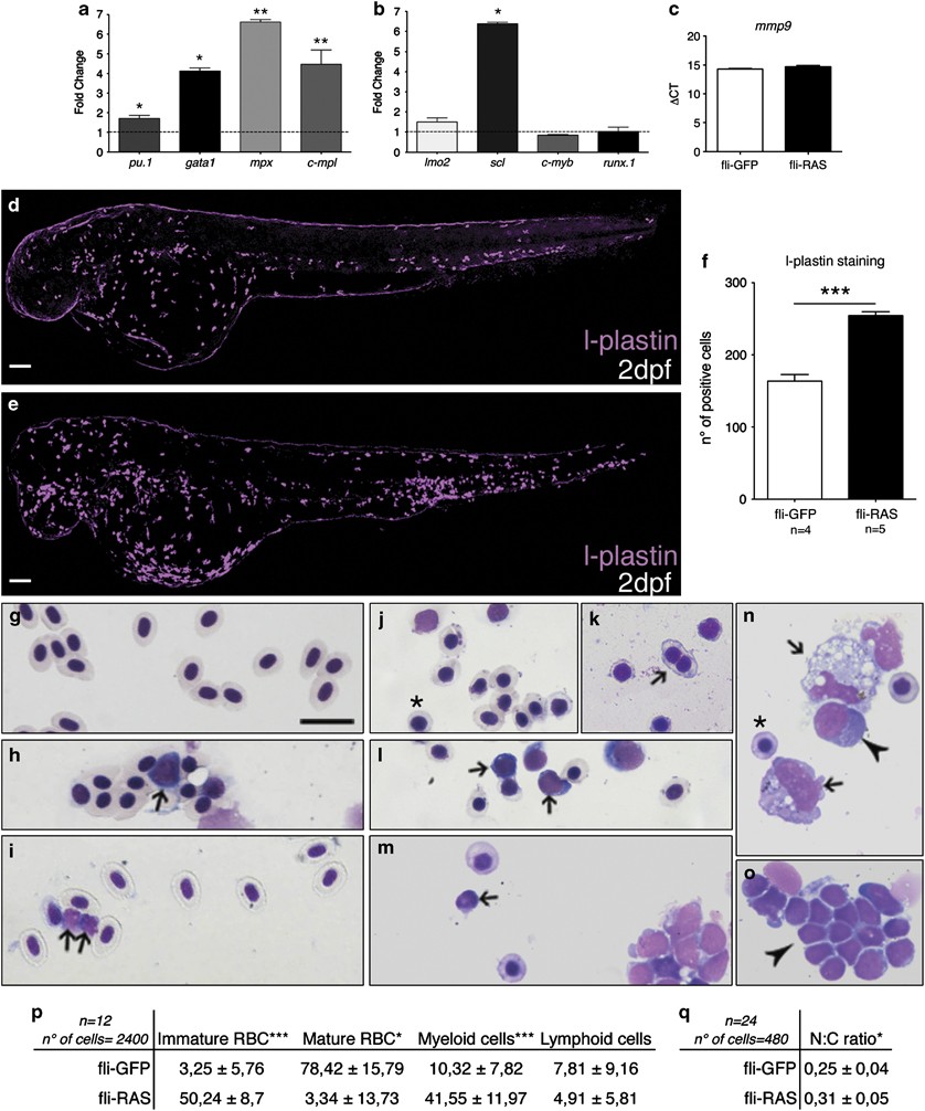 Targeting oncogene expression to endothelial cells induces proliferation of  the myelo-erythroid lineage by repressing the notch pathway | Leukemia, image size:838x1006