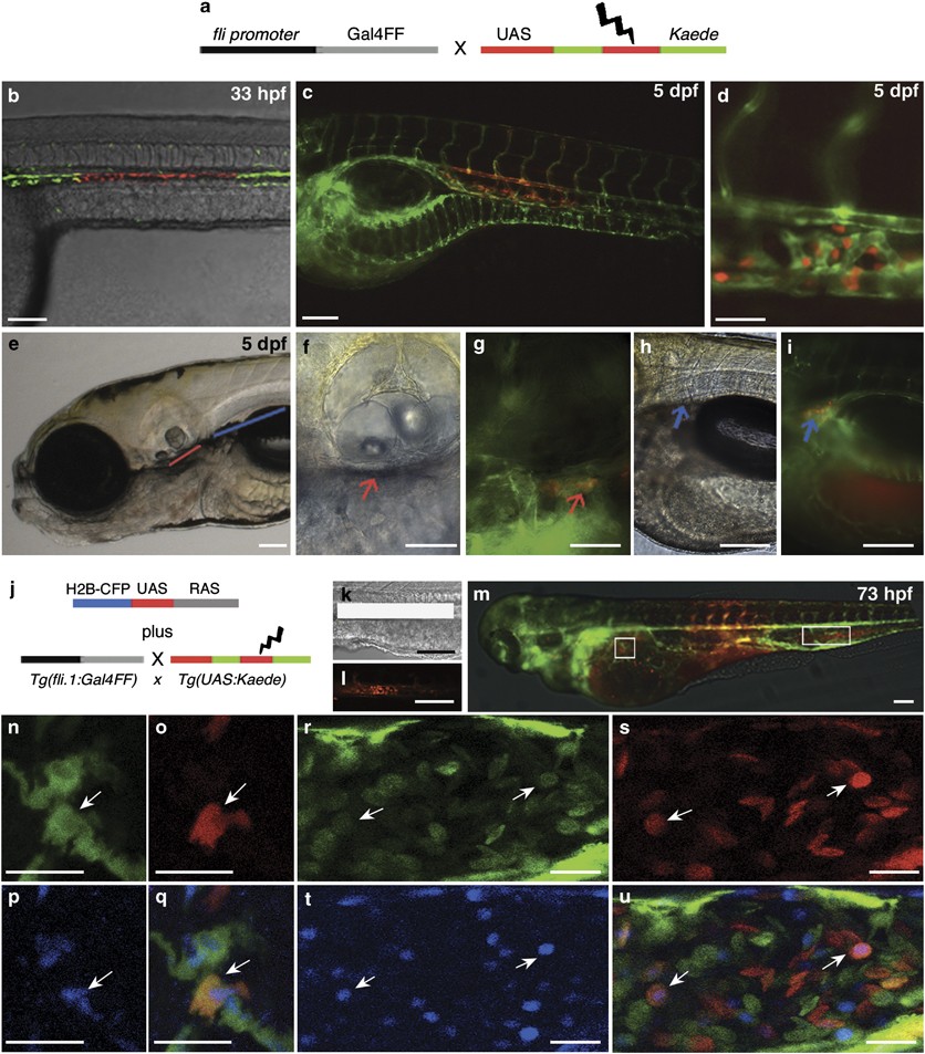 Targeting oncogene expression to endothelial cells induces proliferation of  the myelo-erythroid lineage by repressing the notch pathway | Leukemia, image size:836x953