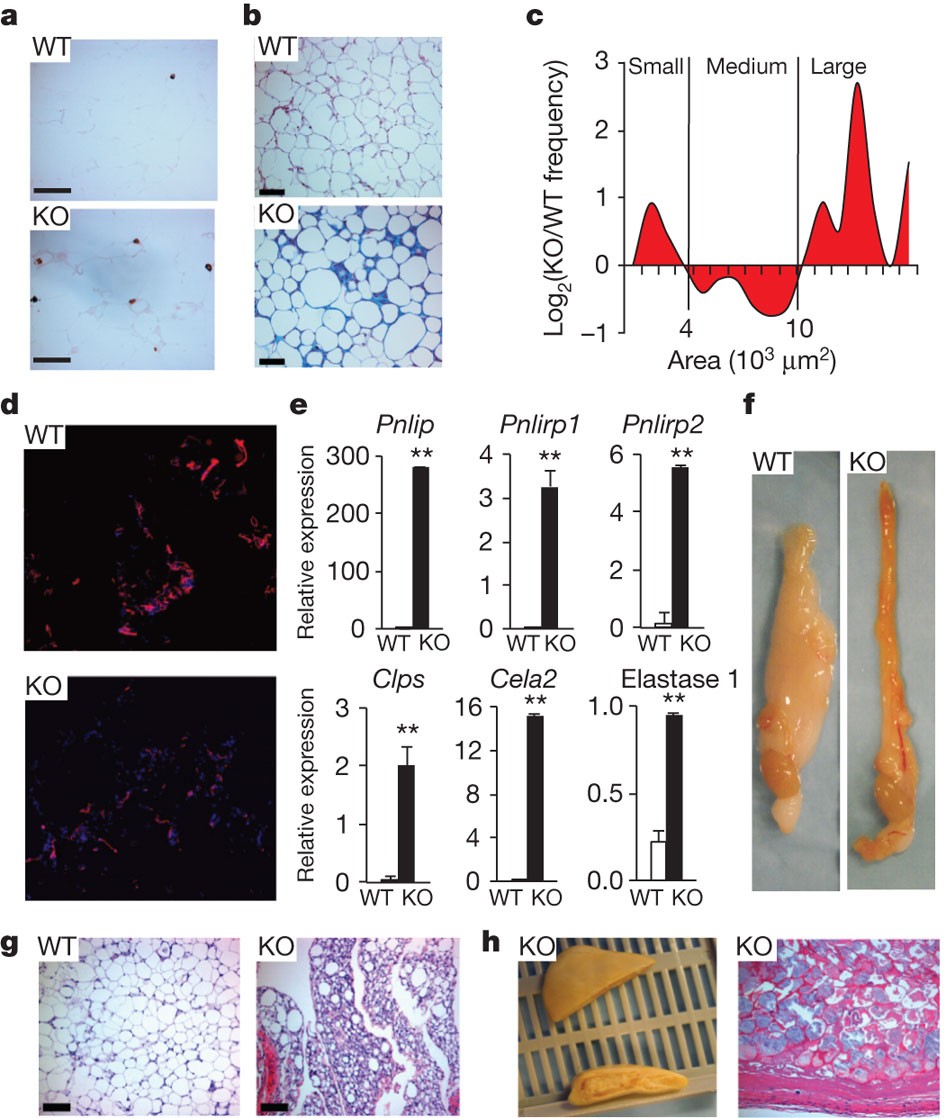 A PPARγ–FGF1 axis is required for adaptive adipose remodelling and