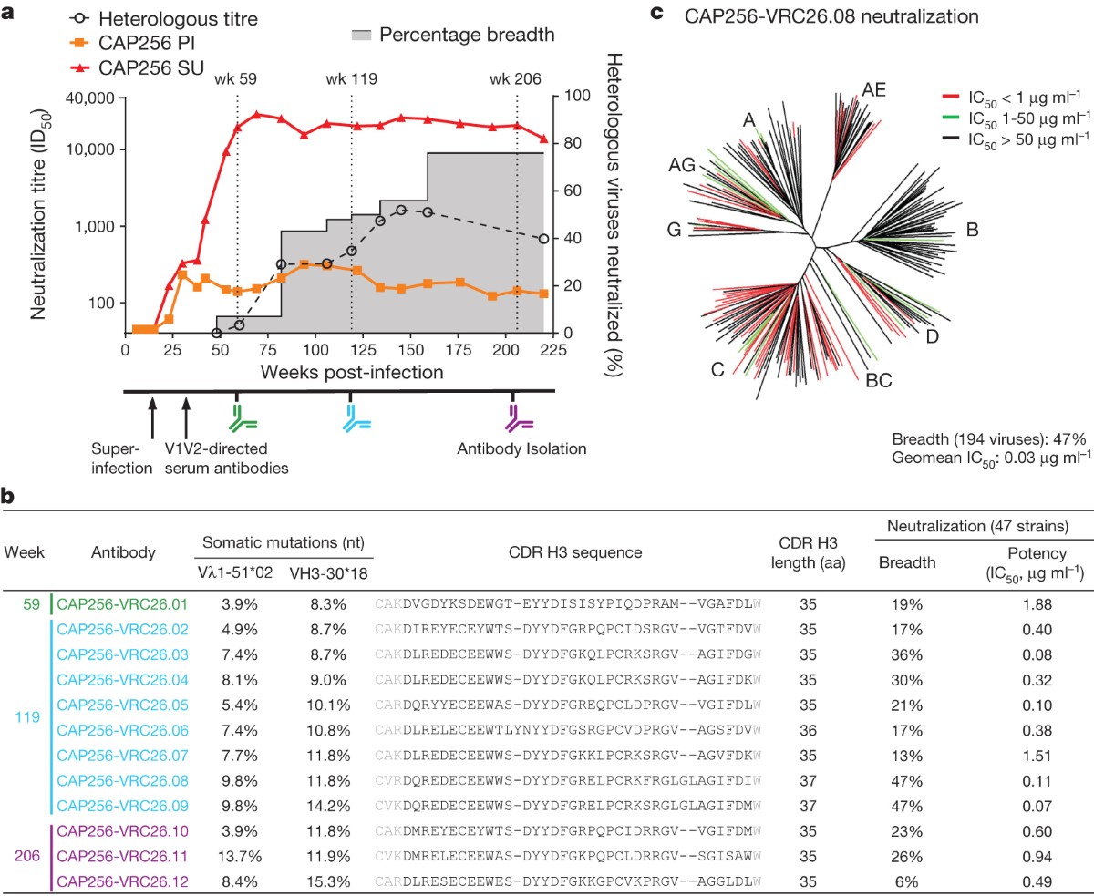 Developmental pathway for potent V1V2-directed HIV-neutralizing antibodies  | Nature
