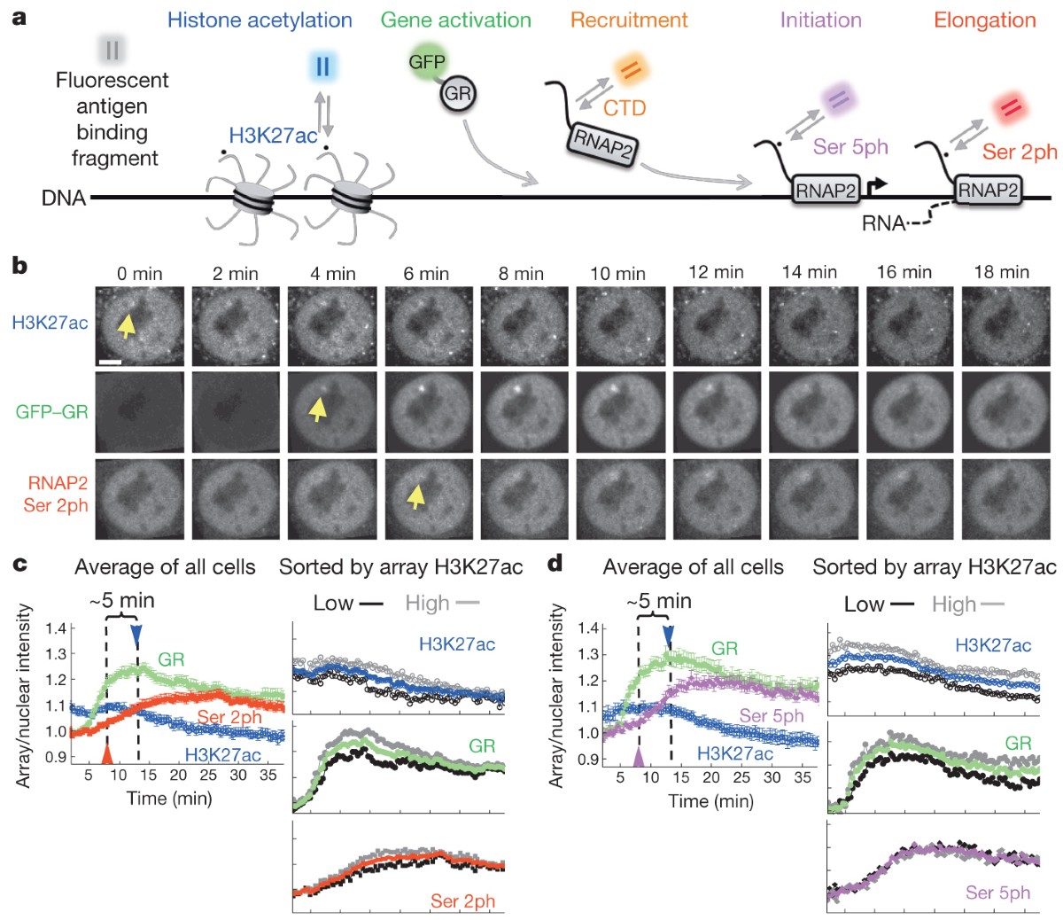 Regulation of RNA polymerase II activation by histone acetylation in single  living cells | Nature