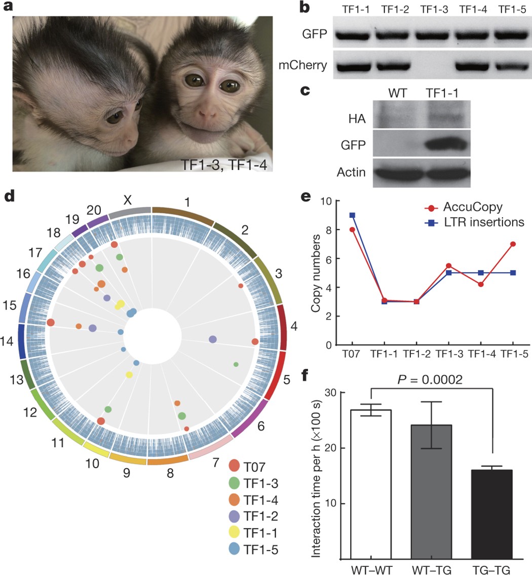 Autism-like behaviours and germline transmission in transgenic monkeys  overexpressing MeCP2 | Nature