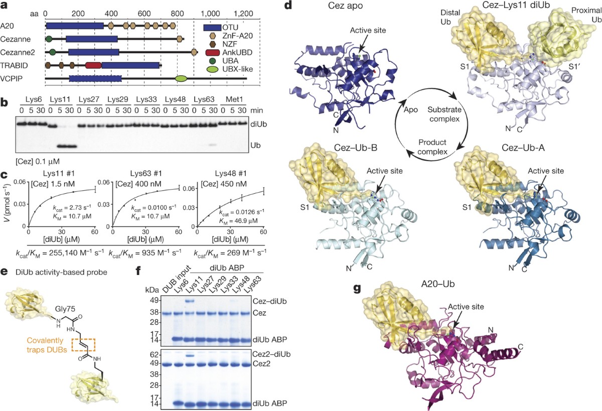 Molecular basis of Lys11-polyubiquitin specificity in the deubiquitinase  Cezanne | Nature