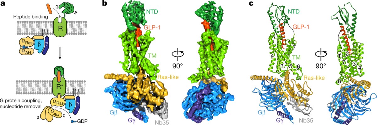 does glp 1 help hashimoto's Hypothyroidism and GLP-1: A Weight Loss Solution?