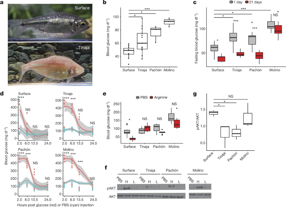 Insulin resistance in cavefish as an adaptation to a nutrient-limited