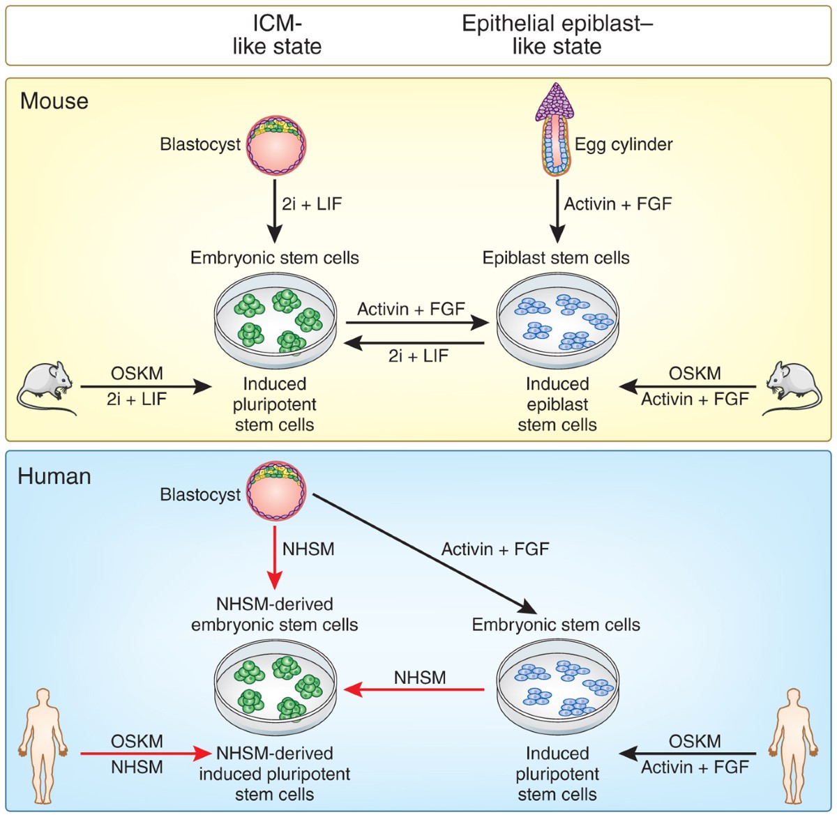Naiveté of the human pluripotent stem cell | Nature Biotechnology