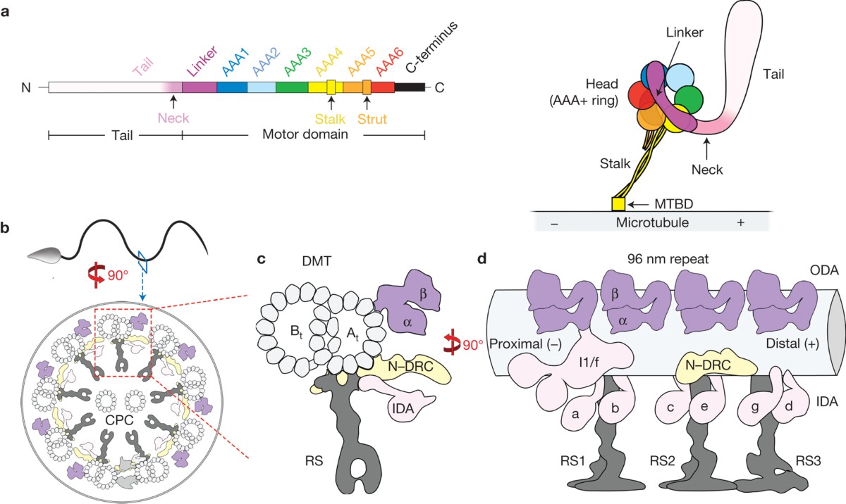 Structural mechanism of the dynein power stroke | Nature Cell Biology