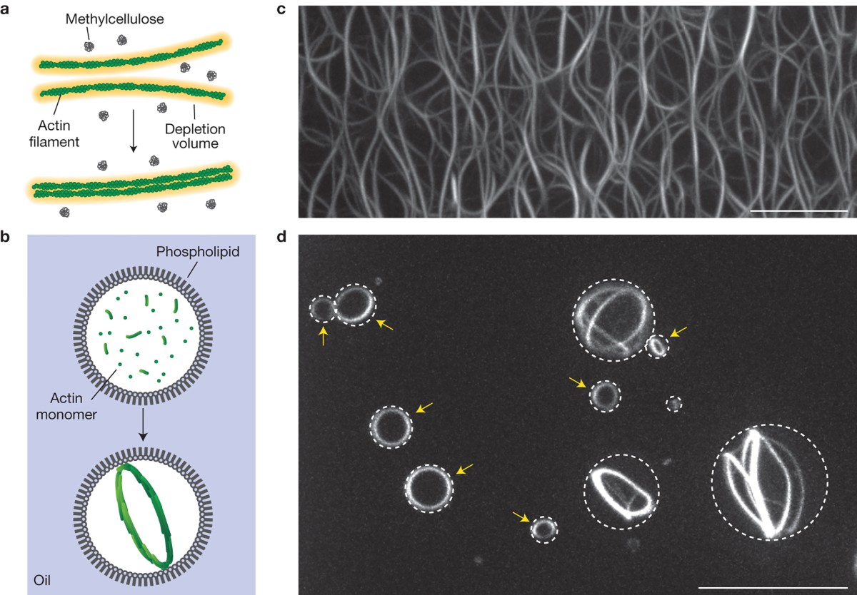 Cell-sized spherical confinement induces the spontaneous formation 