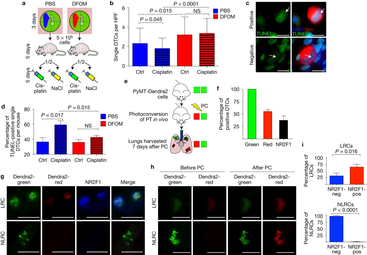 Phenotypic heterogeneity of disseminated tumour cells is preset by primary  tumour hypoxic microenvironments | Nature Cell Biology