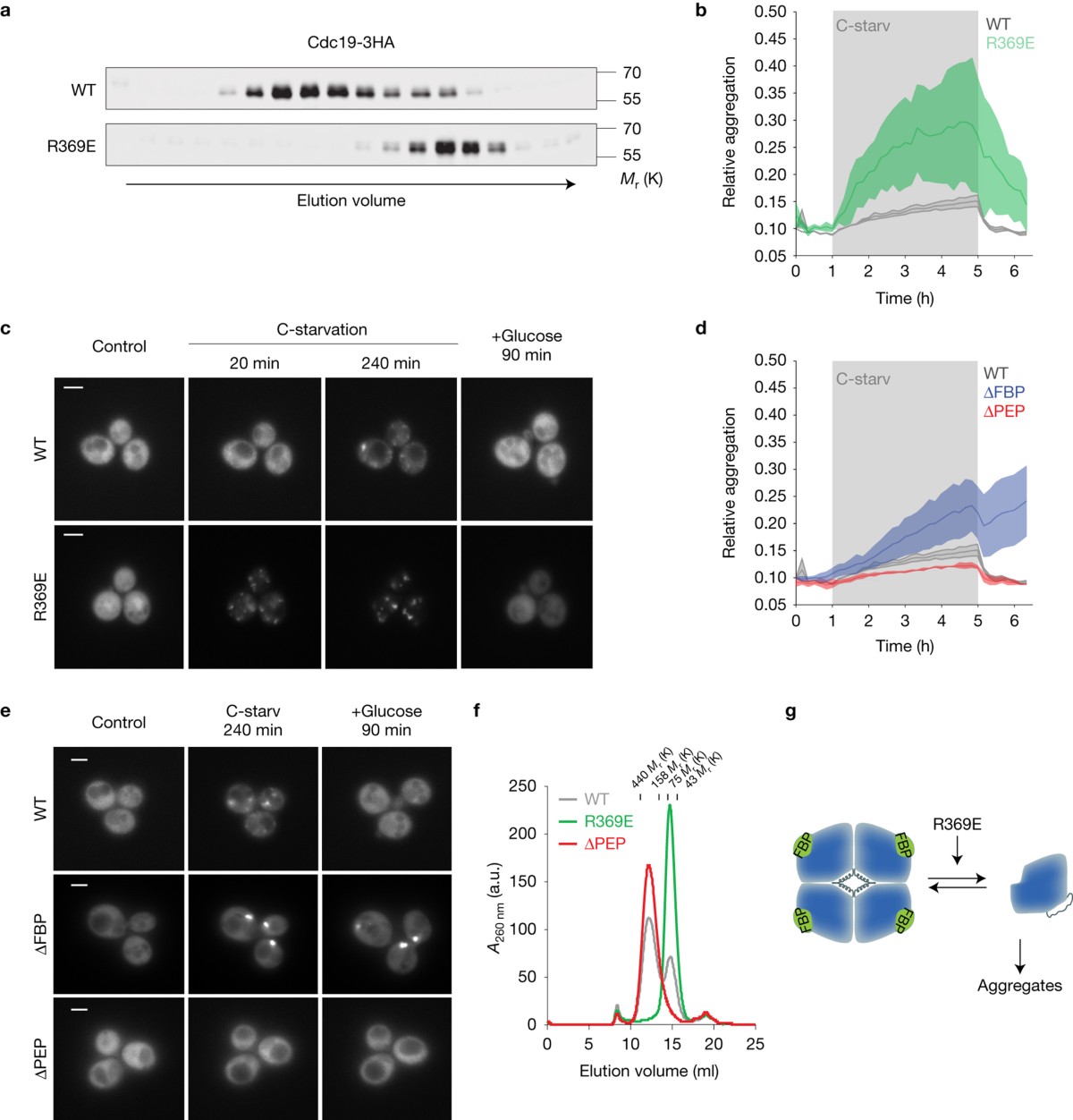 Reversible protein aggregation is a protective mechanism to ensure cell  cycle restart after stress | Nature Cell Biology