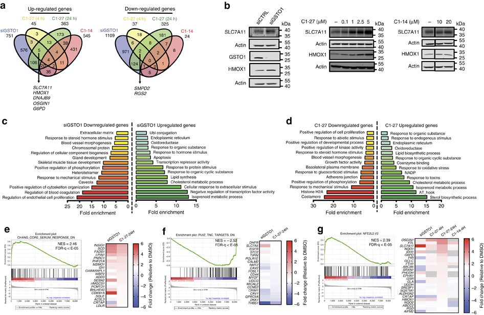 glutathione s transferase omega 1 antibody The Multifaceted Role of Glutathione S-Transferases in Health and Disease main image 0