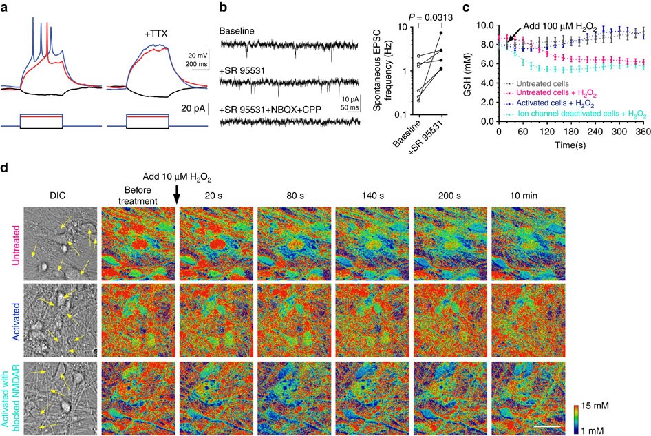 Quantitative real-time imaging of glutathione | Nature Communications Quantitative real-time imaging of glutathione | Nature Communications