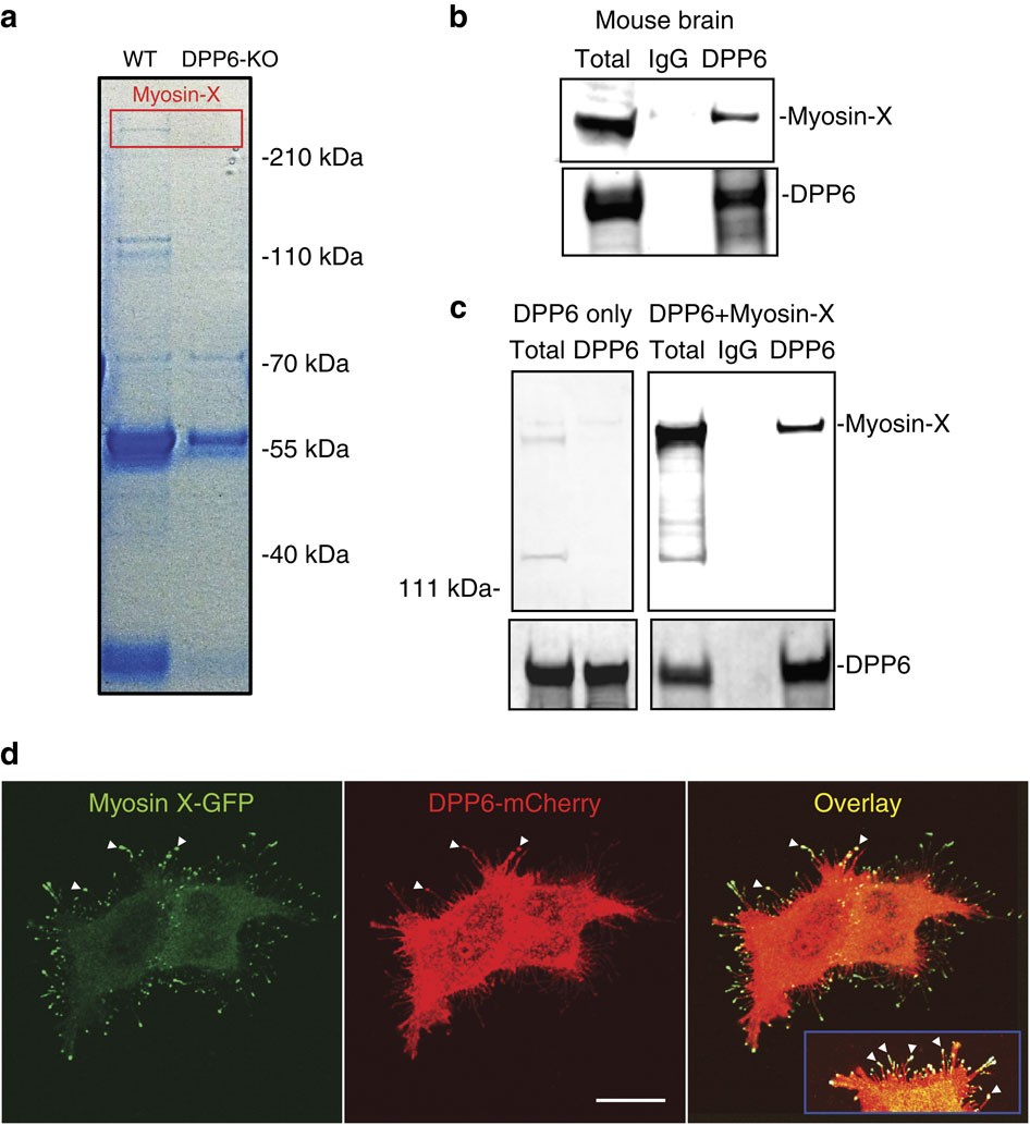 DPP6 regulation of dendritic morphogenesis impacts hippocampal synaptic  development | Nature Communications