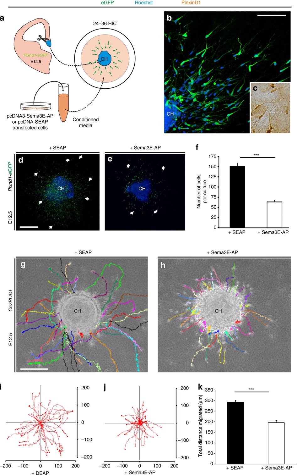 Sema3E/PlexinD1 regulates the migration of hem-derived Cajal-Retzius cells  in developing cerebral cortex | Nature Communications