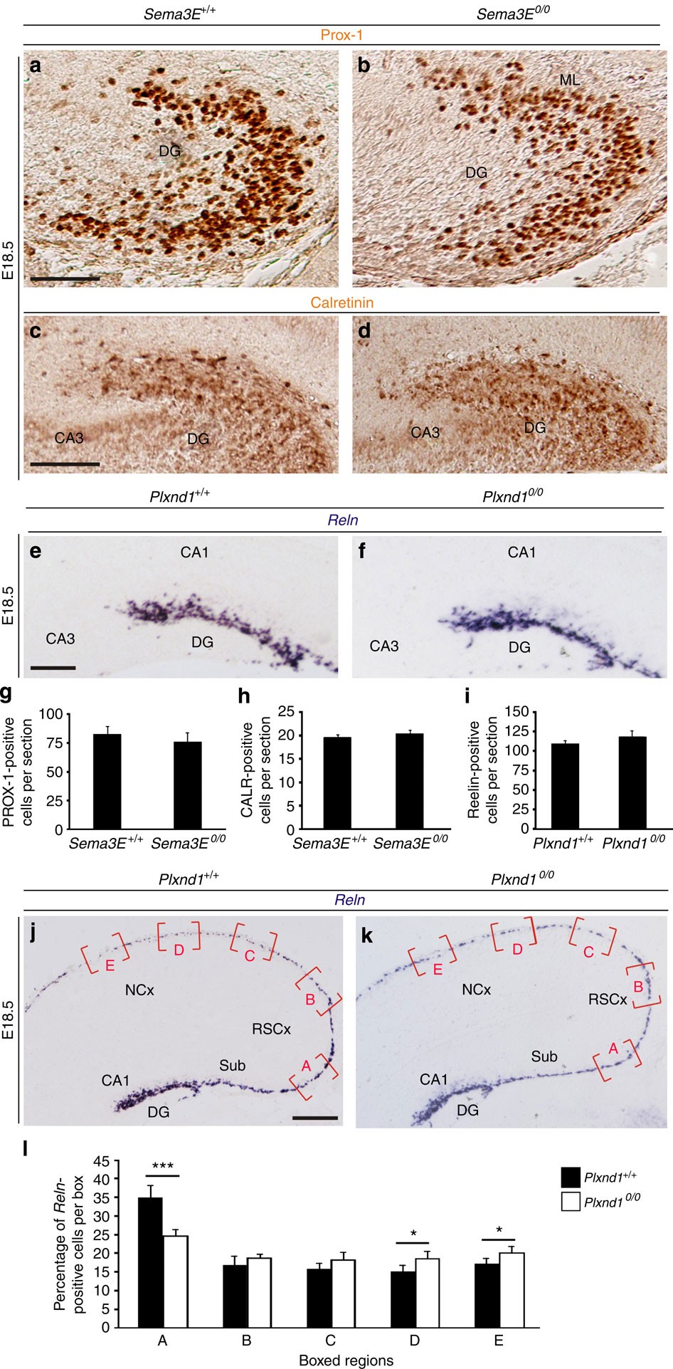 Sema3E/PlexinD1 regulates the migration of hem-derived Cajal-Retzius cells  in developing cerebral cortex | Nature Communications