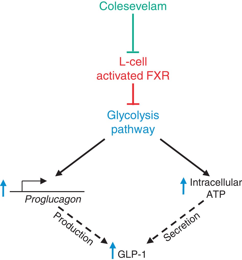 glp-1 receptor activation GLP-1R and Diabetes
