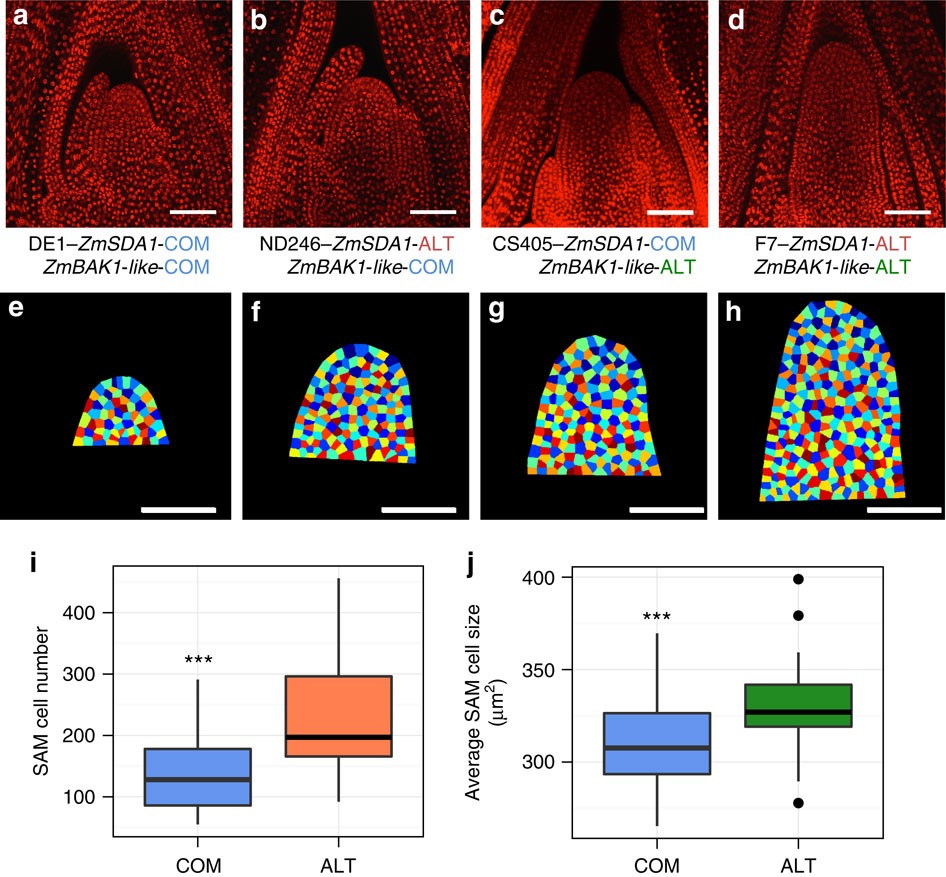 Genetic control of morphometric diversity in the maize shoot apical  meristem | Nature Communications