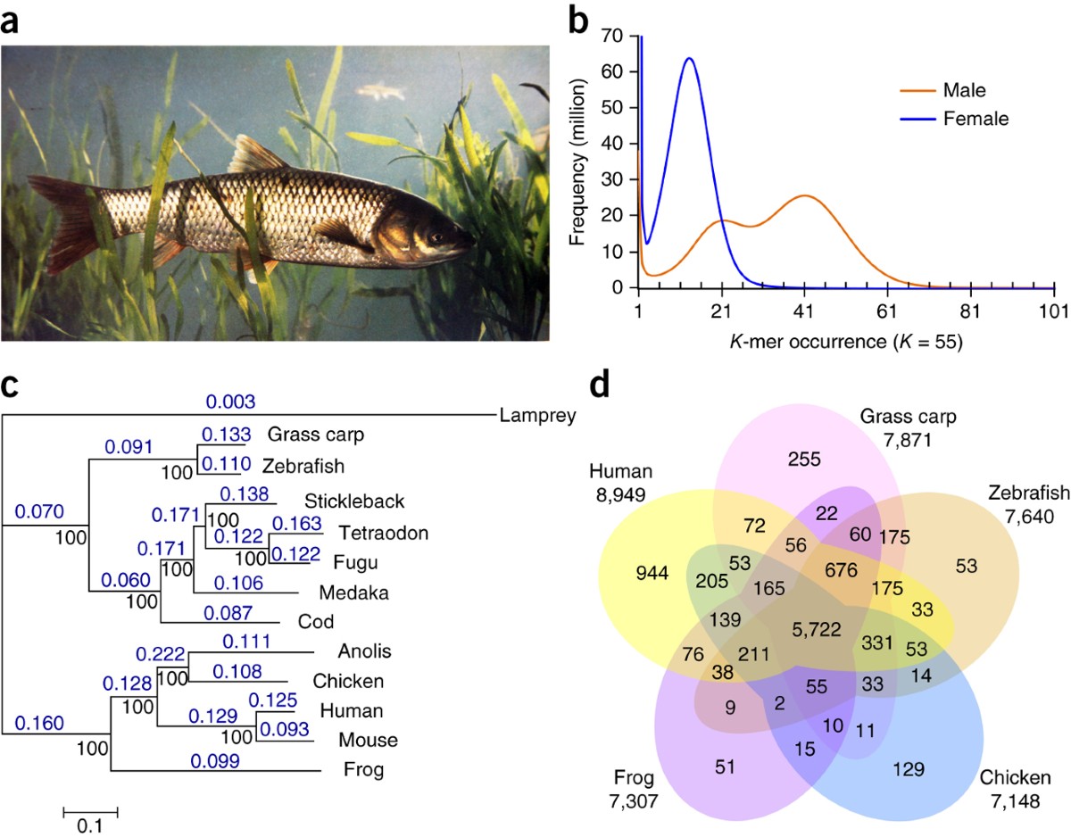 The draft genome of the grass carp (Ctenopharyngodon idellus) provides  insights into its evolution and vegetarian adaptation