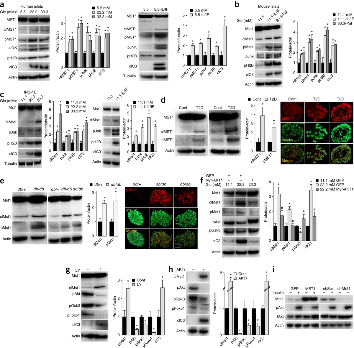 MST1 is a key regulator of beta cell apoptosis and dysfunction in diabetes  | Nature Medicine