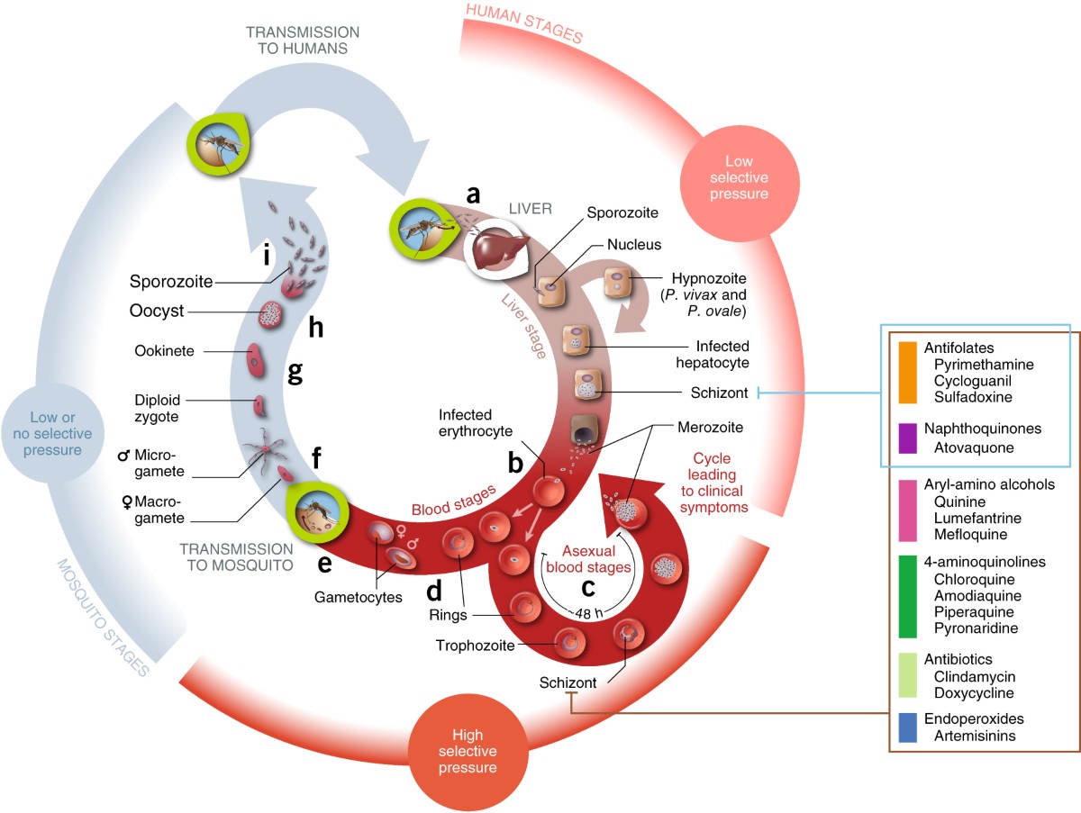 does glutathione kill parasites Antimalarial drug resistance: linking Plasmodium falciparum parasite  biology to the clinic