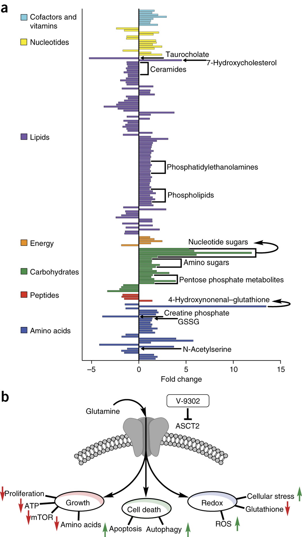 Pharmacological blockade of ASCT2-dependent glutamine transport leads to  antitumor efficacy in preclinical models