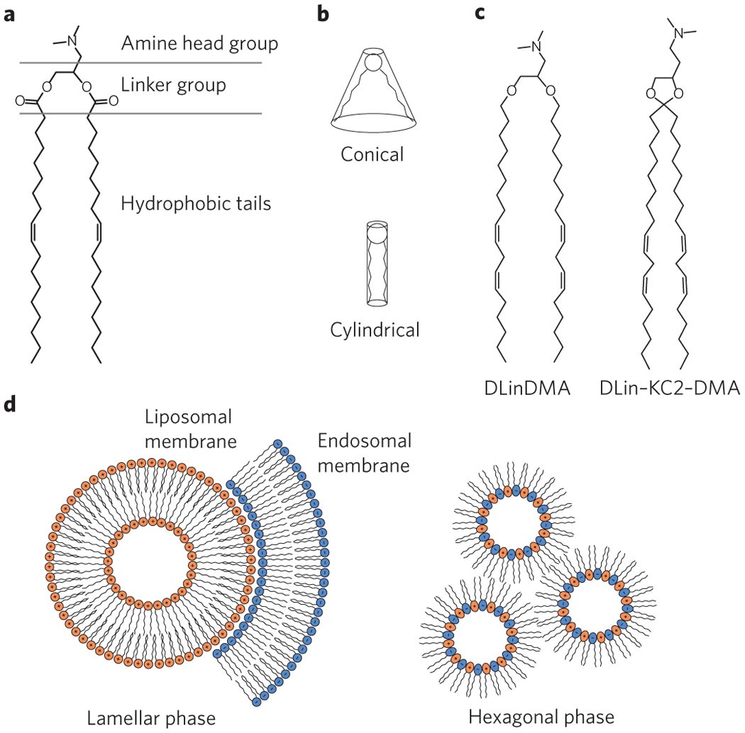 Delivery materials for siRNA therapeutics | Nature Materials